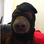 Check Before You Buy A Pet