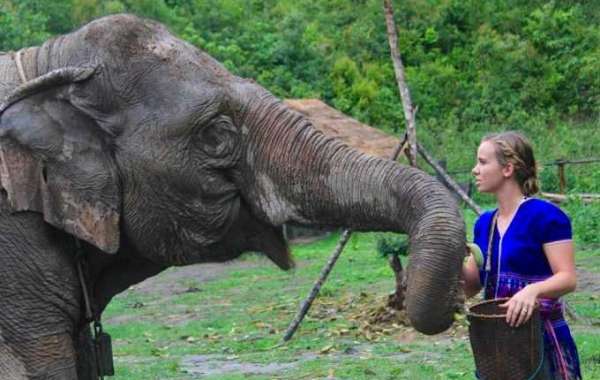Elephant Nature Part – Attractive Thailand Tourism!