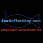 exoticfishshop exoticfishshop Profile Picture