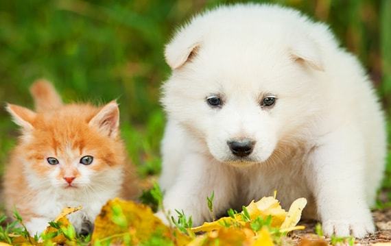 How to take care of pets is the primary concern of pet owners