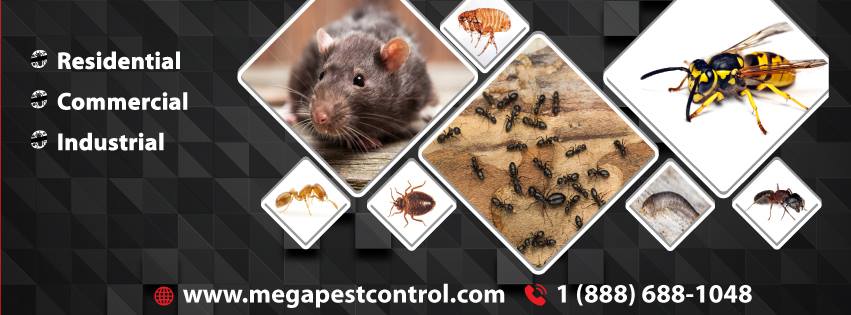 Get Benefits Associated with Professional Pests Inspection