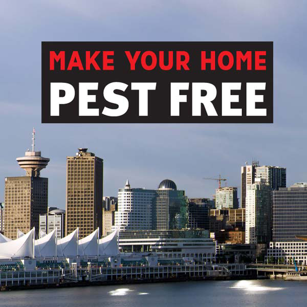 4 CONVINCING REASONS TO INVEST IN PEST CONTROL LANGLEY