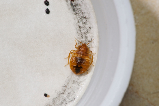 BED BUG CONTROL GUIDE FOR BRAMPTON HOMEOWNERS