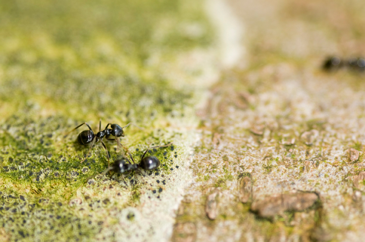 HOW DANGEROUS ARE PAVEMENT ANTS – YOUR COMPLETE ANTS CONTROL SURREY GUIDE
