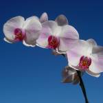 Marguerite Nienow Profile Picture