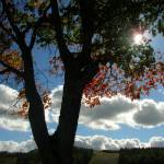 Forrest Kris Profile Picture