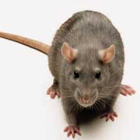 MICE REMOVAL SURREY – TIPS TO PREVENT PEST NUISANCE