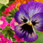 Marcelina Tremblay Profile Picture
