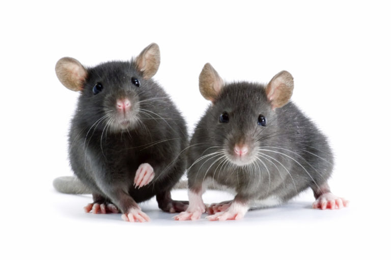 MICE CONTROL VAUGHAN – TIPS TO CONTROL PESTS