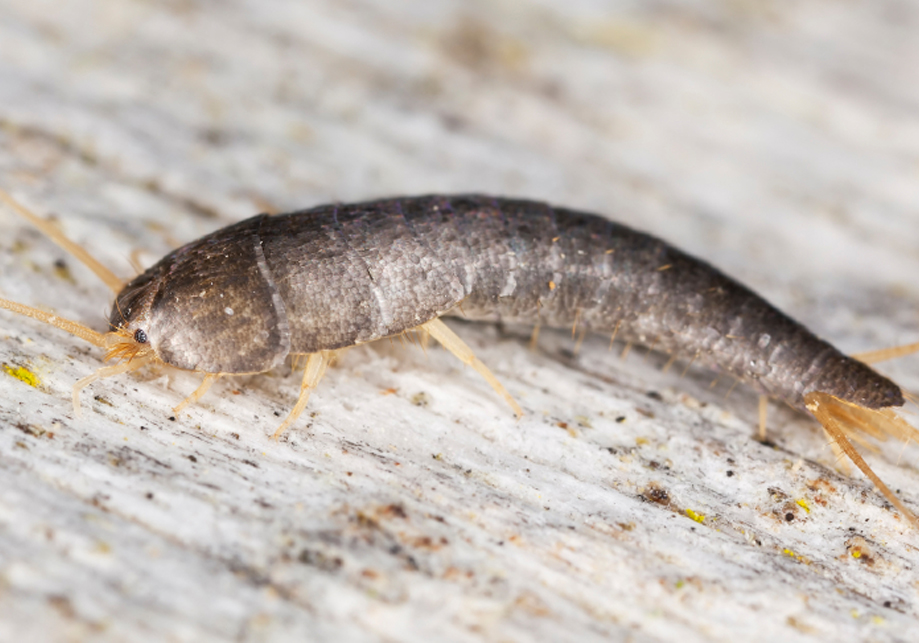 Why Should We Choose Pest Control Service?