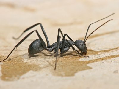 Get High Quality And Effective Pest Control Service