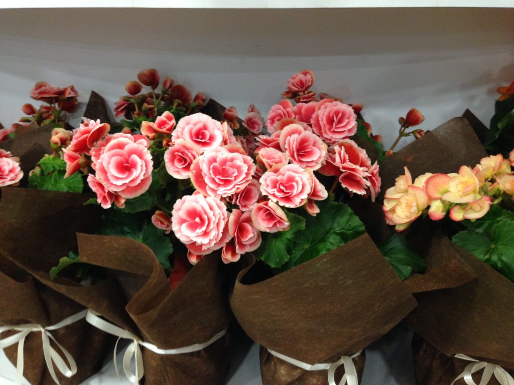 Flowers In Perth