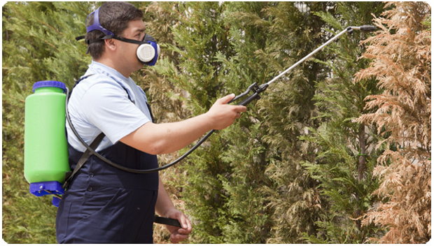 When and Why do you need Pest control?