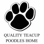 Teacup Poodle Puppies Profile Picture