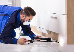 Some Important Instructions To Hire Best Pest Control Company