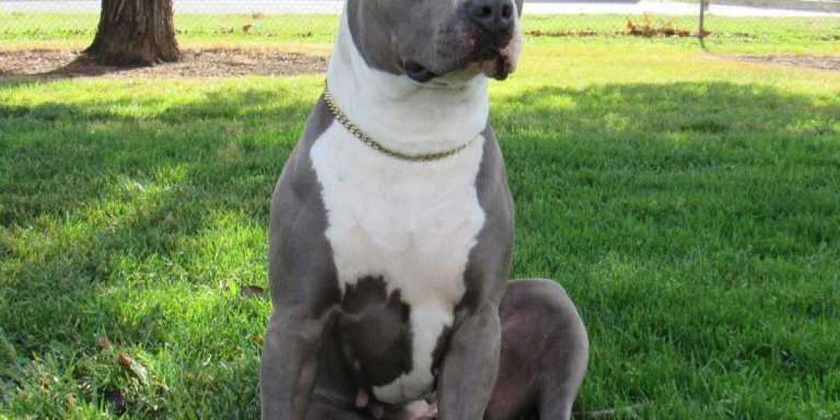 American Bully for Sale in USA