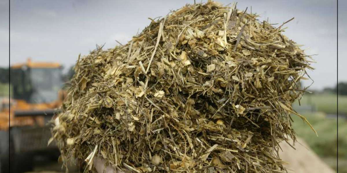 Silage Intake And Digestibility: All You Need To Know About