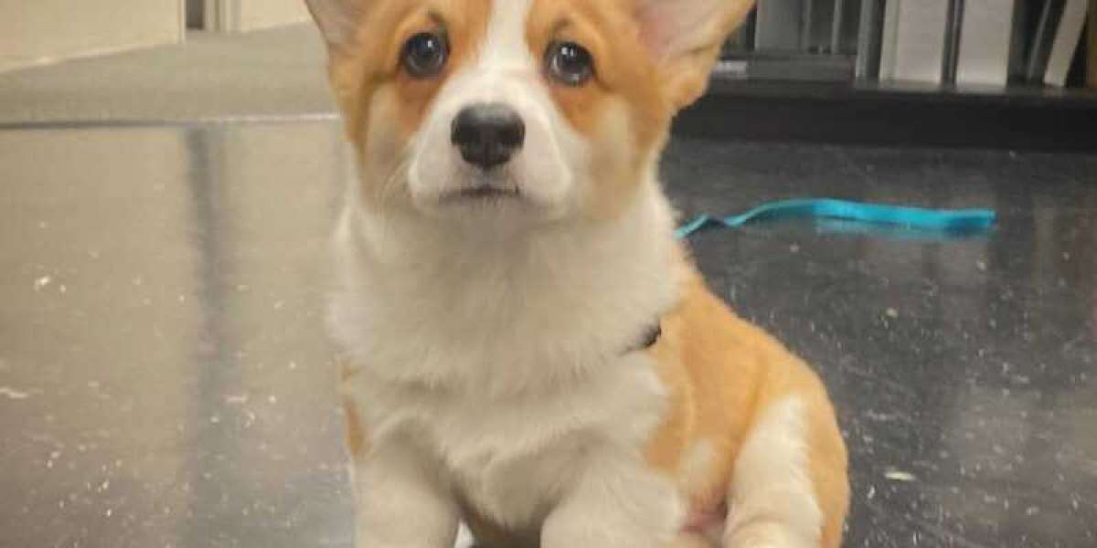 Pembroke Welsh Corgi for Sale USA - Littlecorgipuppies.com