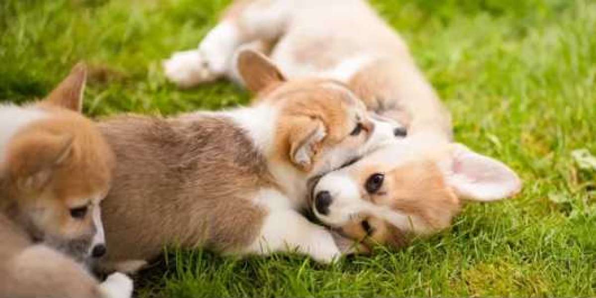 Find Corgi Puppies Near Me - Downtown Corgi Pups