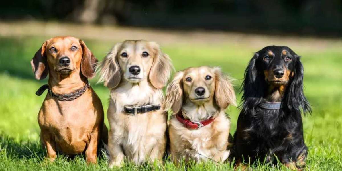 Mini (Long Haired) Dachshund Puppies for Sale in PA, Texas