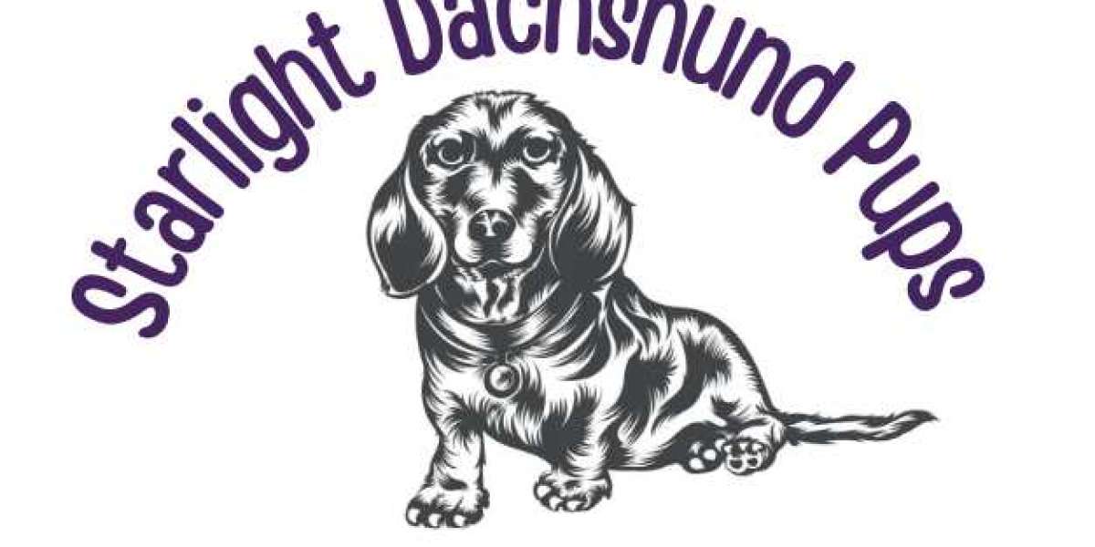 Dapple Dachshund Puppies for Sale Near Me under $300 to $500