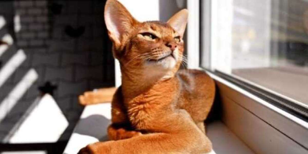 Abyssinian cats for sale