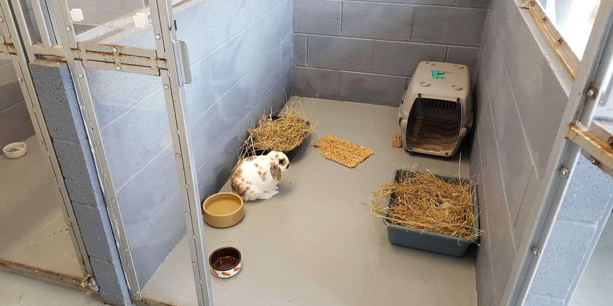 What to Look for in a Rabbit Boarding Service