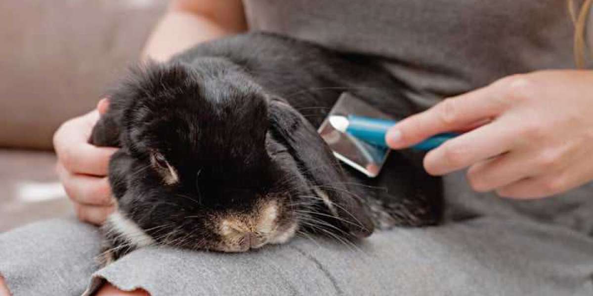 What To Look for in a Rabbit Boarding Service